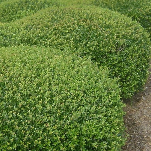 Dwarf Yaupon Schilling Holly 1 Extra Large 3 Gallon Plant Ilex vomitoria 'Schillings' Vibrant Evergreen Shrub Perfect for Landscaping