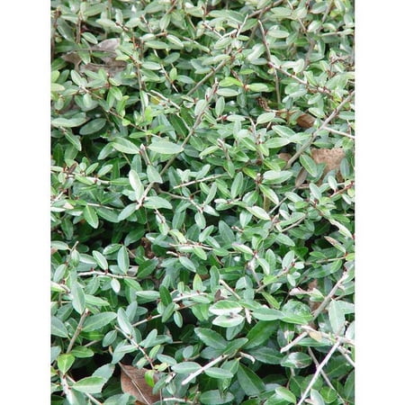 Dwarf Youpon Holly
