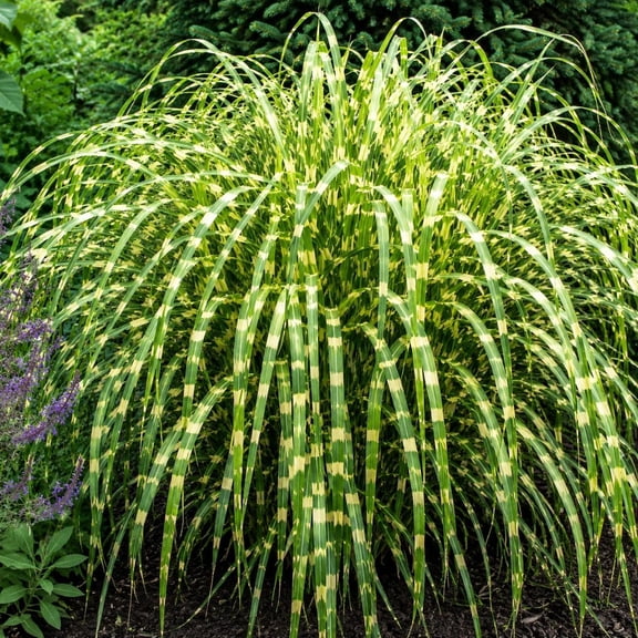 Dwarf Zebra Miscanthus Grass Plugs (Miscanthus sinensis) | Live Ornamental Grass Plants | Bold Horizontal Gold Stripes | Fast Growing Privacy Screen | Drought Tolerant Perennial (1 Plug)