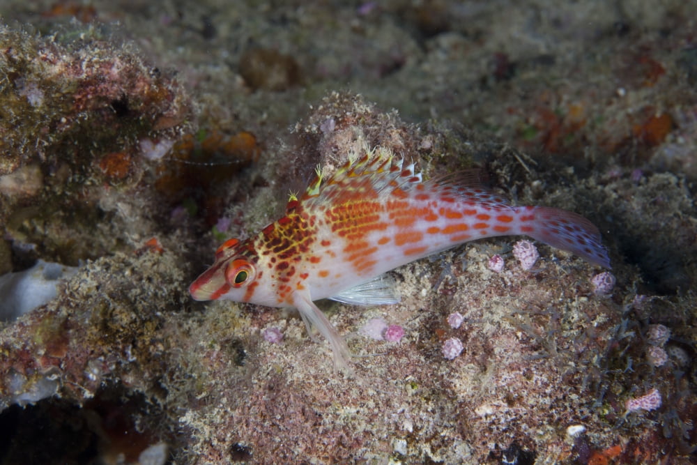 Dwarf hawkfish Fiji Canvas Art - Terry MooreStocktrek Images (18 x 12)