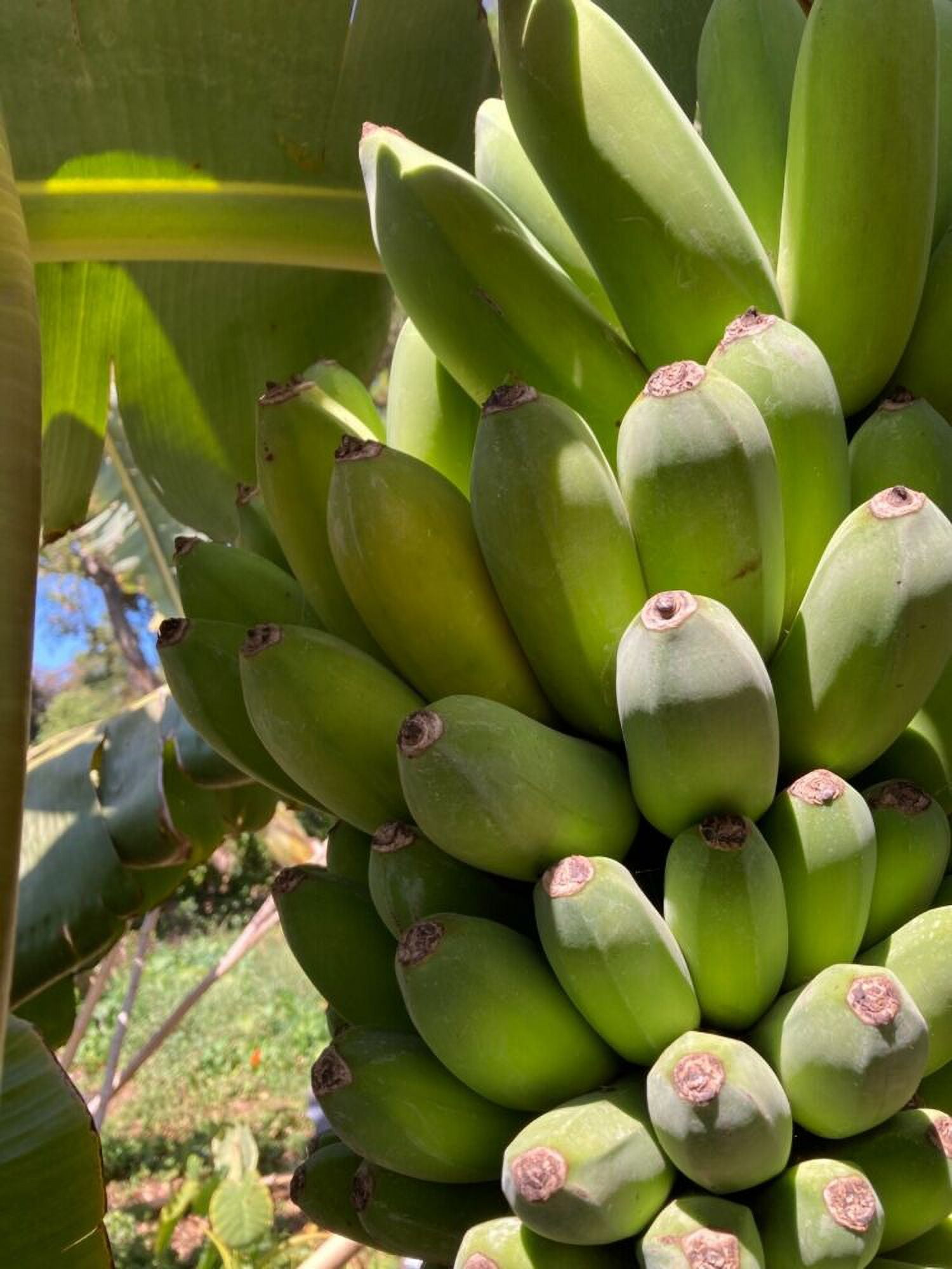 Dwarf namwa banana Pisang Awak sweet fruit large bunches - Walmart.com