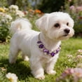 thumbnail image 1 of Dxssxc Adjustable Crystal Rhinestone Pet Necklace Bling Jewelry for Small Medium Dogs Cats, Wedding Party Holiday Pet Collar Accessory, Cute Gift for Pet Lovers, 1 of 6