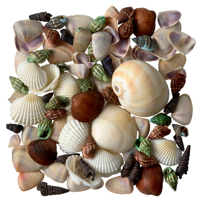Ashland¬Æ Dyed & Natural Mixed Sea Shells for Crafts & Decorating