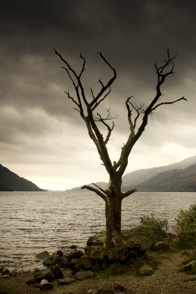 Dying Tree On Shoreline Loch Lomand Scotland Canvas Art - John Short  Design Pics (11 x 17)
