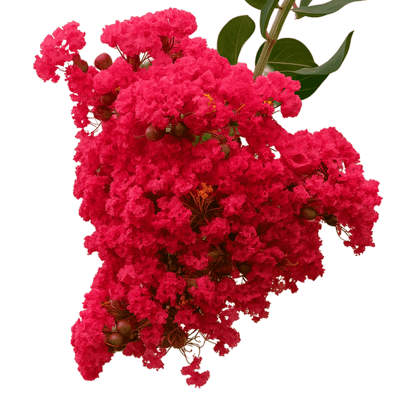 Dynamite Crape Myrtle Plant, Red Flowering Tree for Landscape