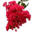 thumbnail image 1 of Dynamite Crape Myrtle Plant, Red Flowering Tree for Landscape, 1 of 7