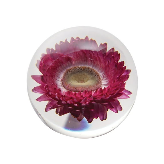 Dynasty Gallery Chrysanthemum Round Resin Paperweight - Real Preserved Pink Flower