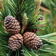 thumbnail image 1 of EAP Innovations Classic Pine Fragrance Oil, 1 lb, 1 of 1