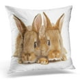 thumbnail image 1 of ECCOT Agriculture Two Brown Rabbits White s Pillowcase Pillow Cover Cushion Case 20x20 inch, 1 of 1