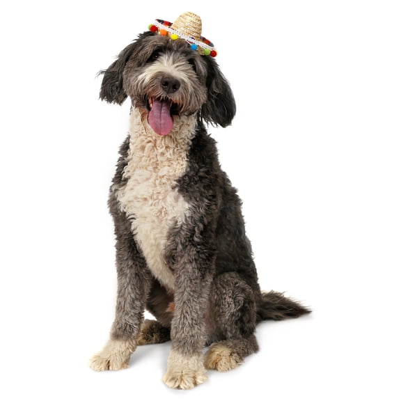 Vibrant Life Halloween Sombrero Hat Costume for Dogs, Multicolored, Medium/Large