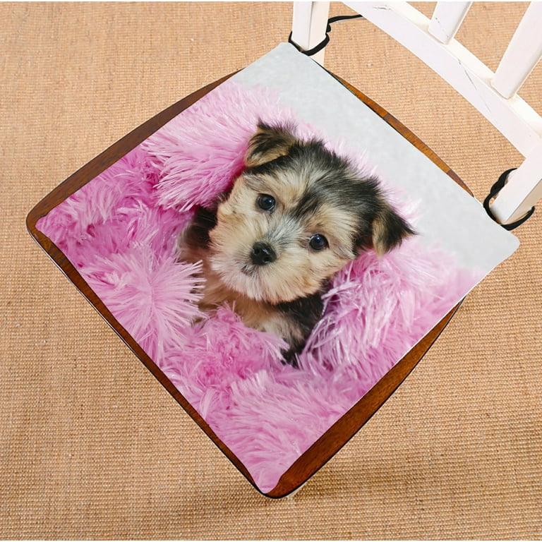 Morkie best sale puppy care