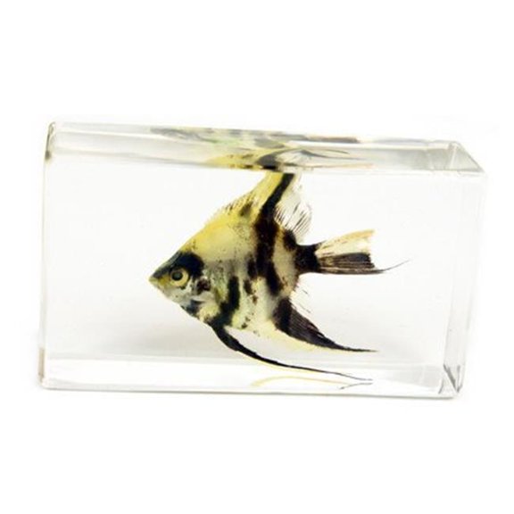 ED SPELDY EAST FH204 Paperweight Fish Medium Angel Fish