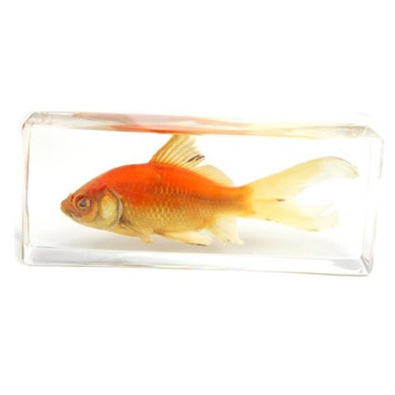 ED SPELDY EAST FH304 Paperweight Fish Large Common Goldfish