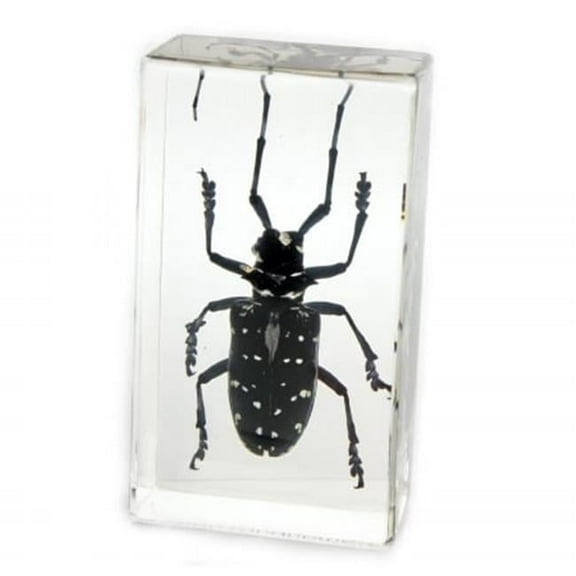 ED SPELDY EAST PW207 Paperweight Medium Black Longhorn Beetle