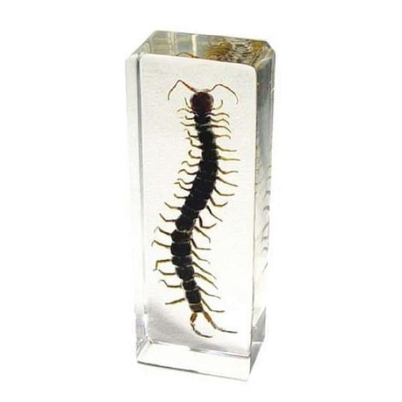 ED SPELDY EAST PW306 Paperweight  Large  Centipede