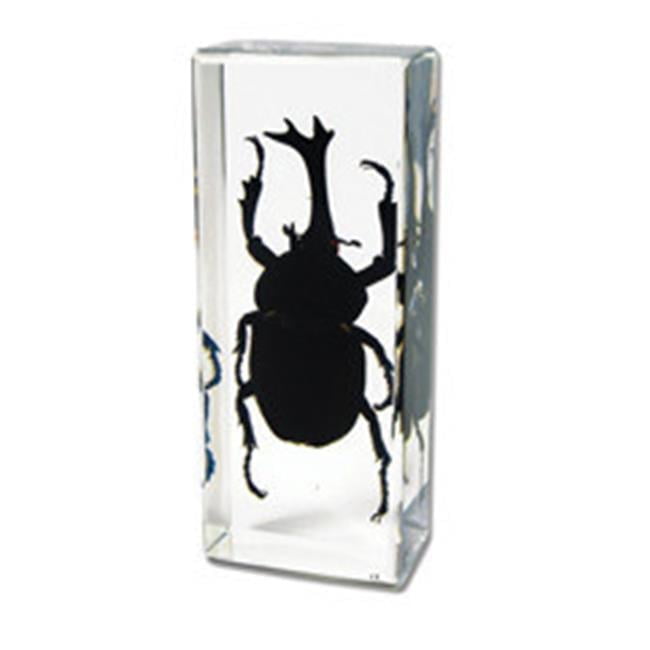 Large Clear Acrylic Paperweight with Real Rhinoceros Beetle