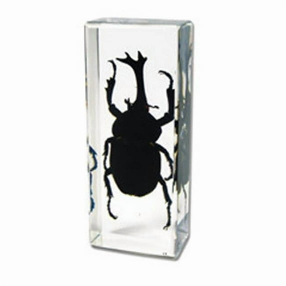 ED SPELDY EAST PW310 Paperweight Large Rhinocerous Beetle