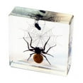 thumbnail image 1 of ED Speldy East DD45 Real Desk Decoration, Spider & Fly, 1 of 2