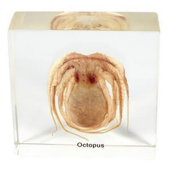 ED Speldy East T502 Octopus Real Desk Decoration, Large