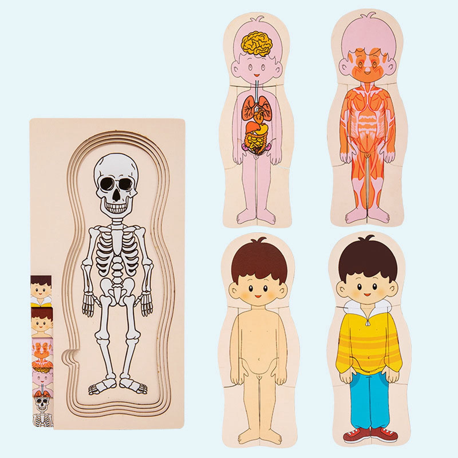 EDHITNR Human Body Structure Puzzle Board Wooden Body Organs Brain ...