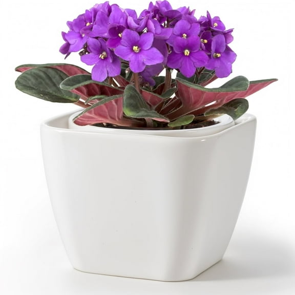 EFISPSS 6-Inch White Square Ceramic Self-Watering Pot for African Violets, Indoor Planter, 1 Count