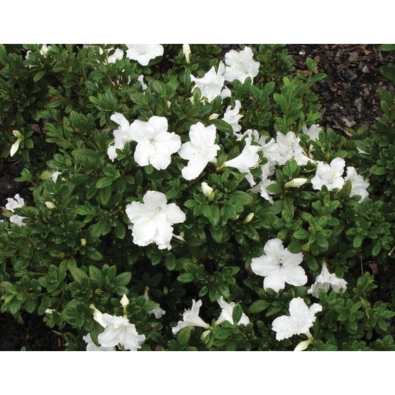 EG 1G AZALEA MULTI-COLORED