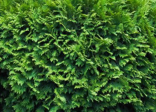EG 2.25G Arborvitae Little Giant Shrub
