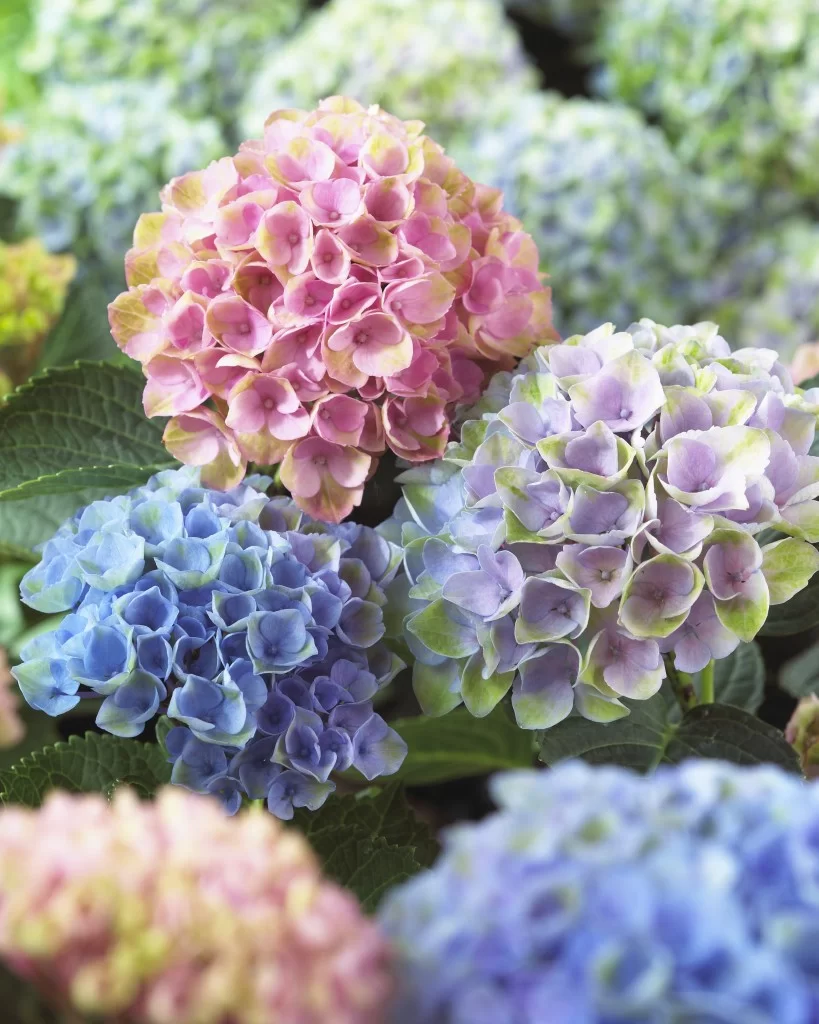 Hydrangea4937　0602 h481929.001?$aempdlarge80$