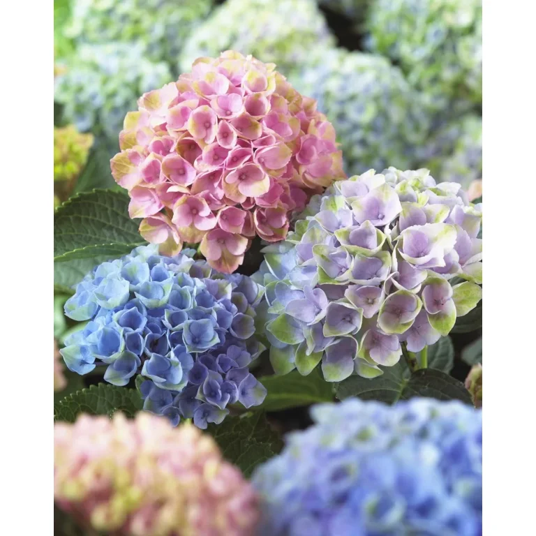 Hydrangea4937　1202 Monrovia Blue Variegated Lacecap Hydrangea Flowering Shrub