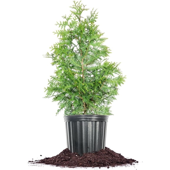 Expert Gardener 6-8ft Emerald Green Arborvitae Conical Evergreen Live Shrub in 30-Gallon Grower Pot