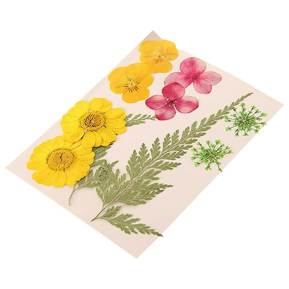 EGYMEN Dried & Embossed Flowers for Resin, Candle Making Kit, Crafts, Scrapbooking, DIY Jewelry, Home Decor, Wedding Invitations, Note Cards, Stationery, Soap Crafts, Murals