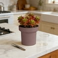 thumbnail image 1 of EGYMEN Succulent Planter, Mini Plastic Flower Pot for Indoor Use, Creative Desktop Cactus Container, Elegant Round Succulents Vessel, 1 of 6