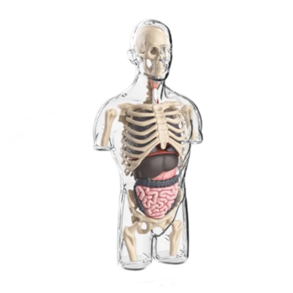 EHJRE 1 Transparent Torso Figure Human Anatomy Display Model with Visible Internal Organs Skeleton for Biology Class Medical Study