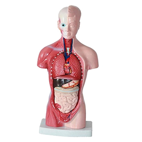 EHJRE 11'' Human Torso Body Organ Anatomy Anatomical Model Science School Learning