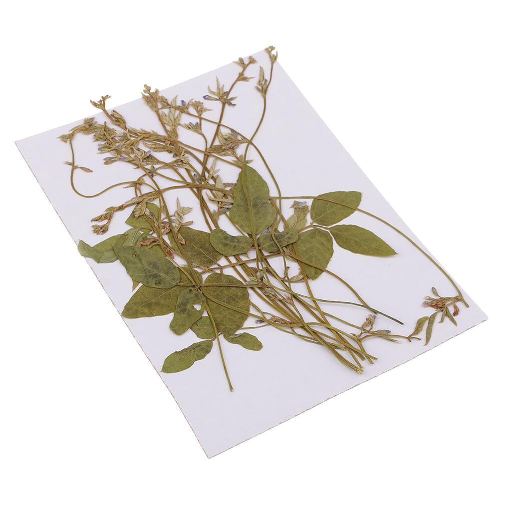 EHJRE 12 Pack Real Pressed Dried Flowers Pea Tendrils for DIY Decoration Art Craft