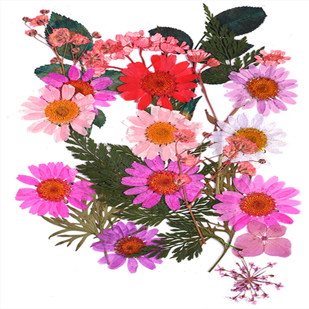 EHJRE 25PCS Natural Real Pressed Dried Flowers for Handmade Bookmarks, , Album Decor, A