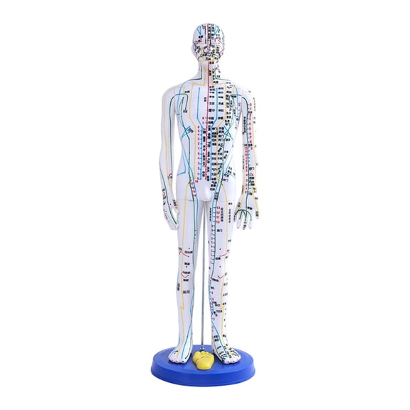 Acupuncture Model Human Body