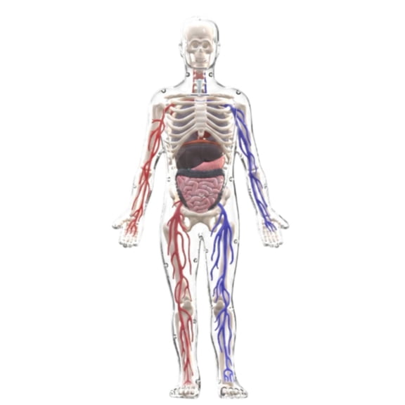 EHJRE Glow in the Dark Anatomical Human Model with Separable Organs Skeleton and Vascular Details for School Lab or Home Study Use