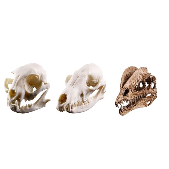 EHJRE Realistic Dinosaur Lowrie Cat Skull Resin Replica Skeleton Model Figurine Aquarium Landscape Decoration