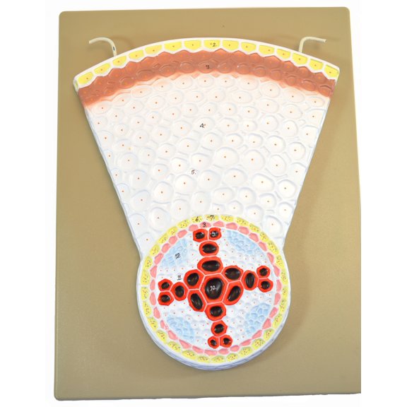 EISCO Dicot Root Transverse Section Model, Hand Painted