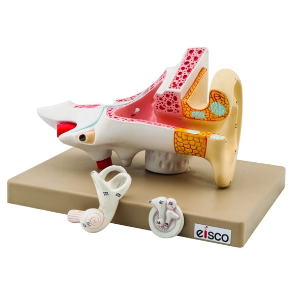 EISCO Human Ear Model, 2 Times Enlarged, 3 Parts