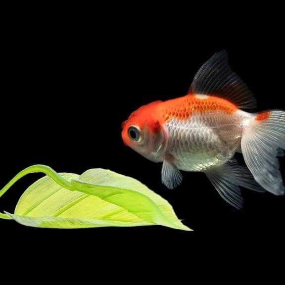 ELAYARD 2-Pack Betta Fish Resting Leaf Bed Simulated Plant for Aquarium Decoration, Easy to Clean