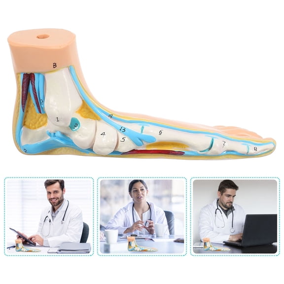 ELAYARD Human Flat Foot Model Beige Vinyl for Medical School and Anatomy Teaching