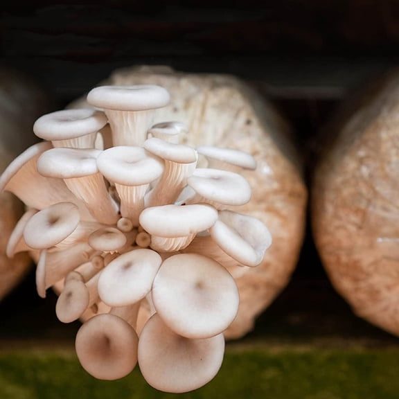 ELAYARD Mushroom Spawn Bags Transparent PP for Oyster Mushroom Growing Storage Use