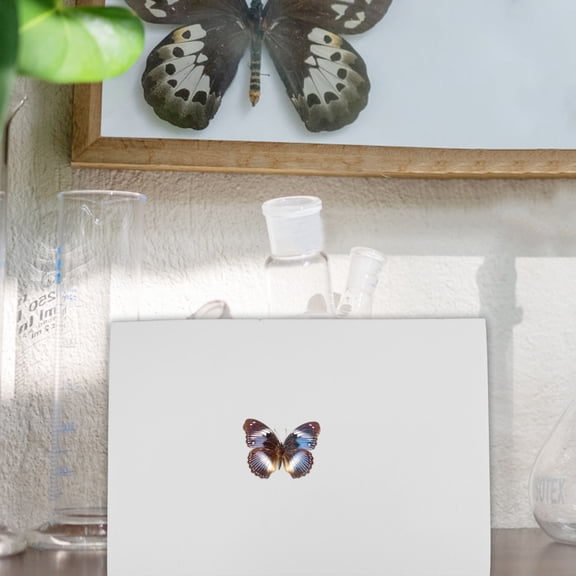 ELAYARD Insect Pinning Board Set with EVA White Base for Amateur Entomologists and Science Education Enthusiasts