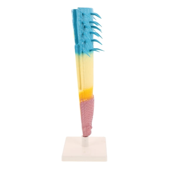 ELAYARD Portable Corn Root Model for Botanical and Root System Teaching, Educational for Biology Studies