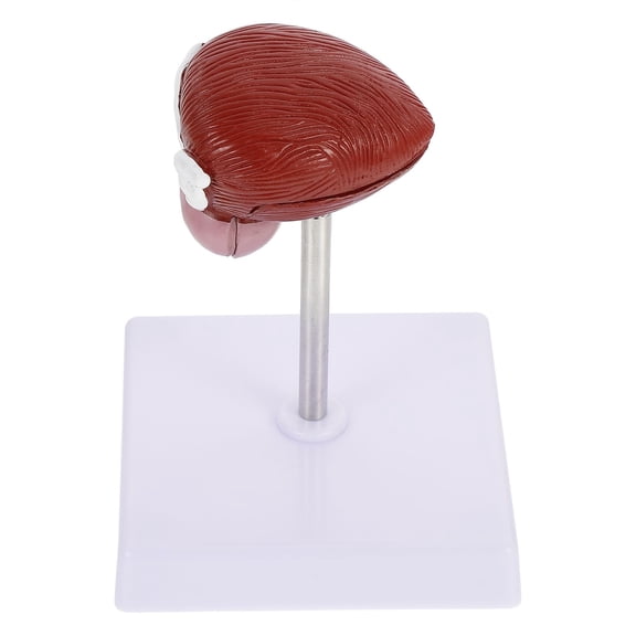 ELAYARD Teaching Aid Urinary Bladder Model Realistic Appearance for College 1Pack