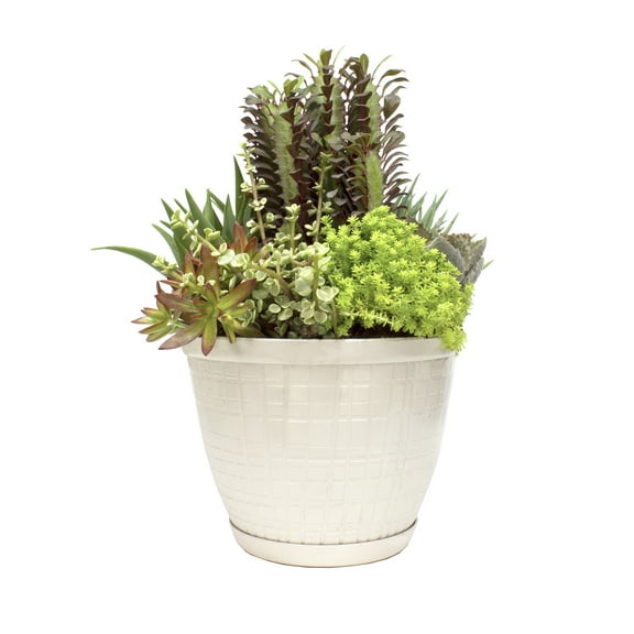 Element 8in Succulent Garden in Decorative Pot