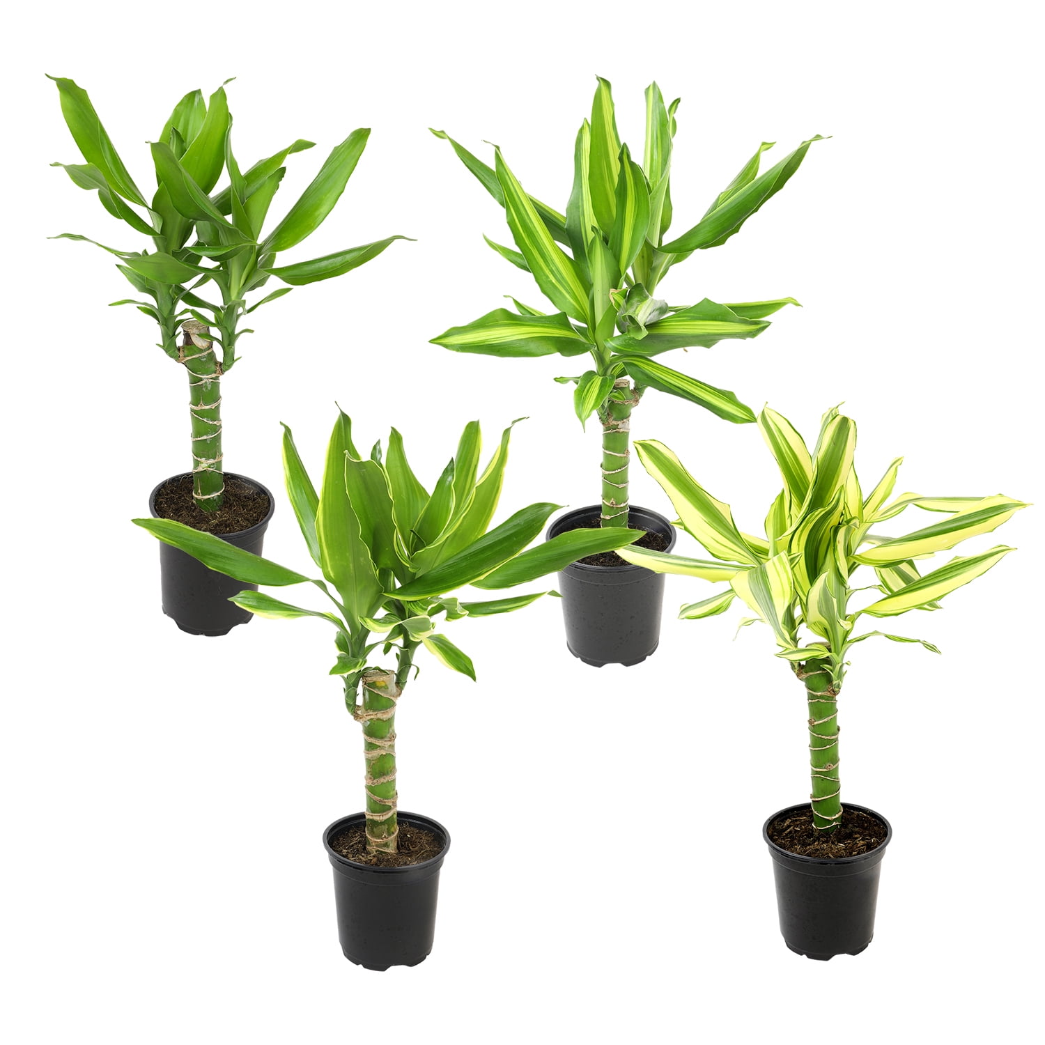 Altman Plants 4.25 in. Dracaena Steudneri Cane Assorted Houseplants (4-Pack)