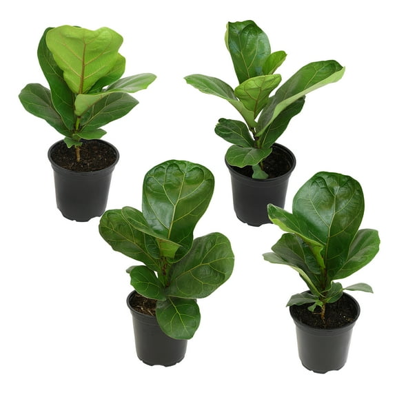 ELEMENT BY ALTMAN PLANTS 4 PACK OF 4.25" Ficus Lyrata Fiddle Leaf Fig Plant, House Plants Indoors Live Ficus Tree Live Plant, Fig Trees Live Plants Indoor Live Houseplants Fig Plants Live Planter Pot